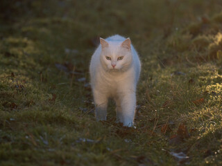 weiße Hauskatze im Garten