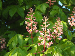 樹木　ベニバナトチノキ　ピンクの花