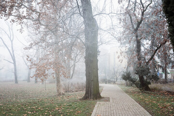 Magical foggy morning with frozen trees in the park Novi Sad Serbia