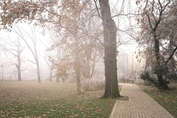Magical foggy morning with frozen trees in the park Novi Sad Serbia