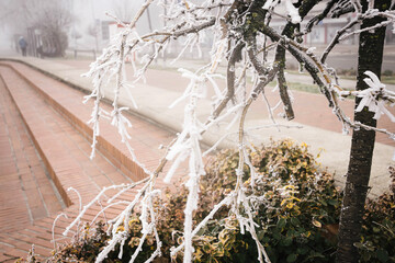 Magical foggy morning with frozen trees in the park Novi Sad Serbia