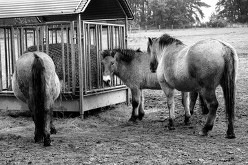 Wildpferde der Rassen Przewalski und Konik  an einer Futterstelle - Schwarz Weiß Foto © Thomas