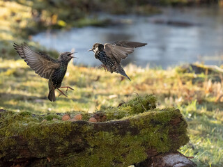 Buchfink (Fringilla coelebs)