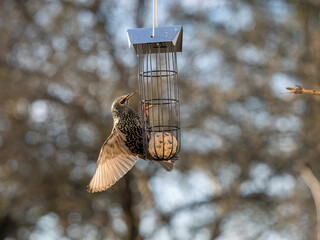Buchfink (Fringilla coelebs)
