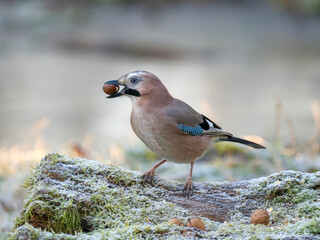 Eichelhäher (Garrulus glandarius)    