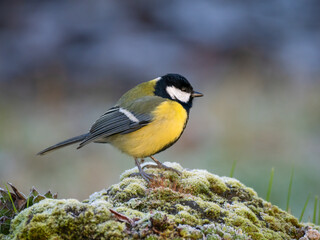 Obraz premium Kohlmeise (Parus major)