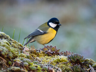  Kohlmeise (Parus major)