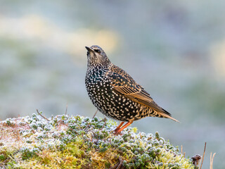 Star (Sturnus vulgaris)