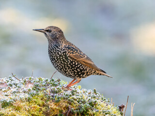 Star (Sturnus vulgaris)