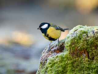  Kohlmeise (Parus major) © Lothar Lenz