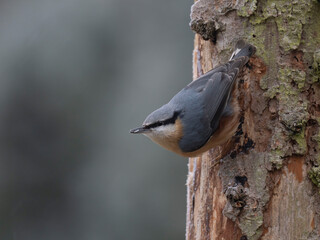 Kleiber (Sitta europaea)