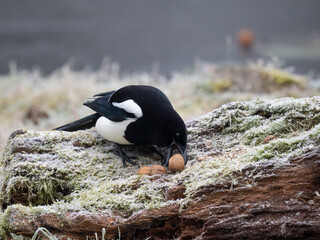 Elster (Pica pica) mit Walnuss