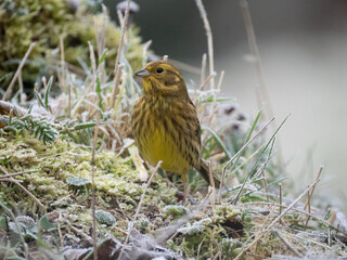 Goldammer (Emberiza citrinella)
