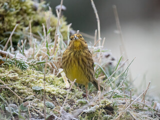 Goldammer (Emberiza citrinella)