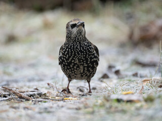 Star (Sturnus vulgaris)