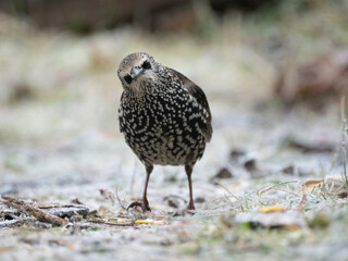 Star (Sturnus vulgaris)