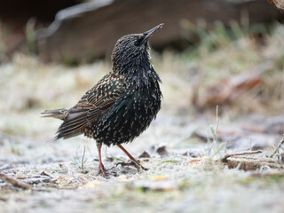 Star (Sturnus vulgaris)