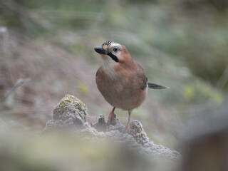 Eichelhäher (Garrulus glandarius)
