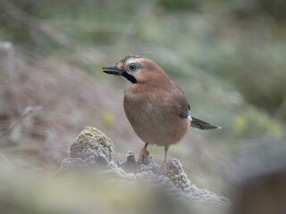 Eichelhäher (Garrulus glandarius)