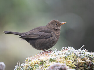 Amsel (Turdus merula)