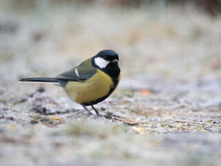 Kohlmeise (Parus major)