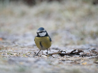 Blaumeise (Cyanistes caeruleu)