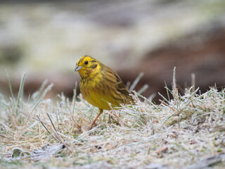 Goldammer (Emberiza citrinella)