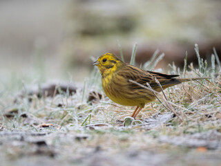 Goldammer (Emberiza citrinella)