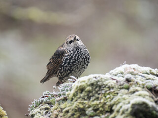 Star (Sturnus vulgaris)