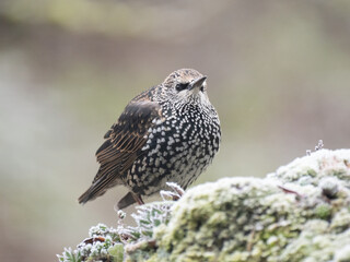 Star (Sturnus vulgaris)
