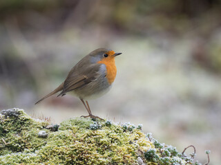 Rotkehlchen (Erithacus rubecula)