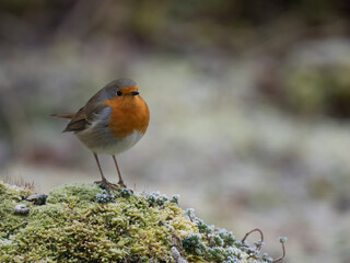 Rotkehlchen (Erithacus rubecula)