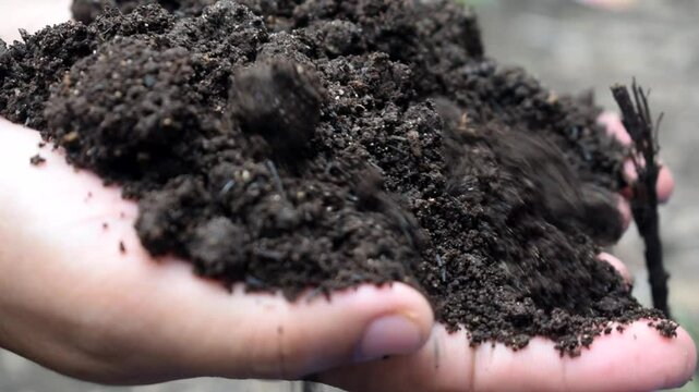 Closeup of female farmer's hands holding compost ready to be used to fertilize all plants.