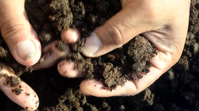 Close-up of a farmer's hands testing the quality of compost soil ready for use.