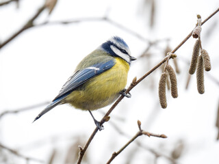 Blaumeise (Cyanistes caeruleu)