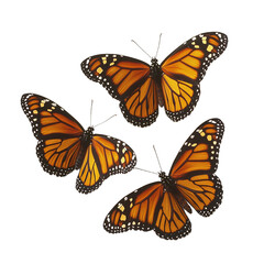 Fototapeta premium a group of orange butterflies on a transparent background, free PNG image, PNG file, Generative art.