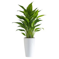 Fototapeta premium a green plant in a white pot PNG image, PNG file, Generative art.