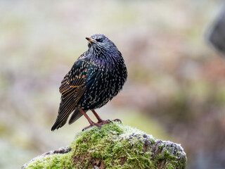 Star (Sturnus vulgaris)