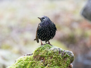 Star (Sturnus vulgaris)