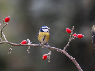 Blaumeise (Cyanistes caeruleu)