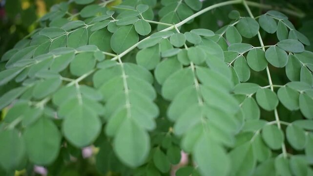 Green Moringa Oleifera Leaves Moving in the Wind, these leaves can be used as herbal medicine.