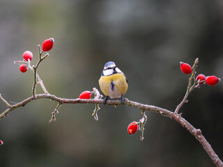 Blaumeise (Cyanistes caeruleu)