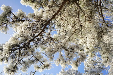 Pine branches covered with snow and ice against blue sky