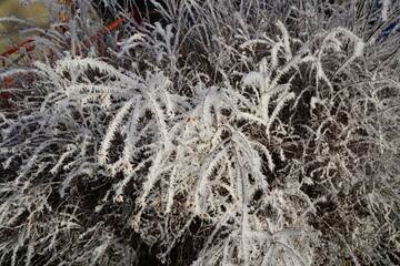 Hoarfrost forming ice crystals on branches in winter