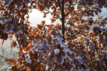 Frost covering brown oak leaves on a sunny winter day