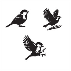 sparow set silhoutte