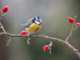 Blaumeise (Cyanistes caeruleu)