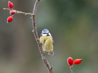 Blaumeise (Cyanistes caeruleu)