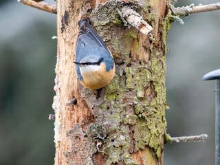 Kleiber (Sitta europaea)