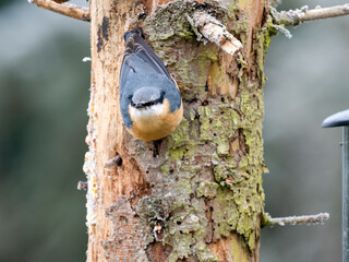 Kleiber (Sitta europaea)